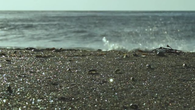 SLOW MOTION Springtail bugs and flies at the beach, sea waves on background