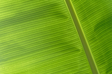 arri&egrave;re plan avec feuille de bananier. Guyane fran&ccedil;aise