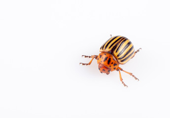 Leptinotarsa decemlineata The Colorado potato beetle is a serious pest of potatoes, tomatoes, eggplants.