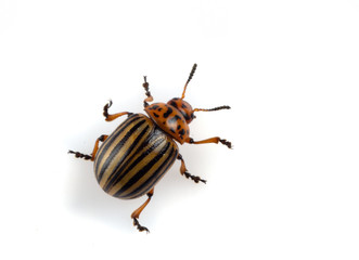 Leptinotarsa decemlineata The Colorado potato beetle is a serious pest of potatoes, tomatoes, eggplants.