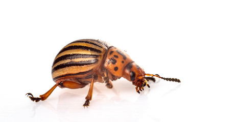 Leptinotarsa decemlineata The Colorado potato beetle is a serious pest of potatoes, tomatoes, eggplants.