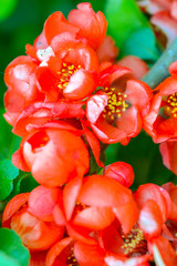 Close up of red flowers on bush branch. Blooming bush with green leaves and red