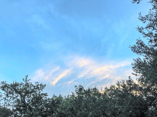 tree and sky