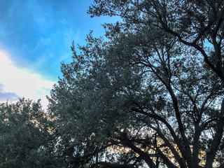 trees and sky