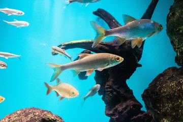 Fish swims in the aquarium in the aquarium. The inhabitants of the sea. Sea fish.