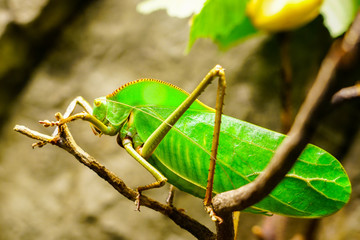 Closeup of a large bright green giant Katydid