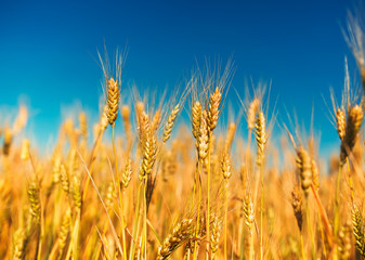 natural rural landscape with a field of Golden wheat ears against a blue clear sky matured on a warm summer Sunny day