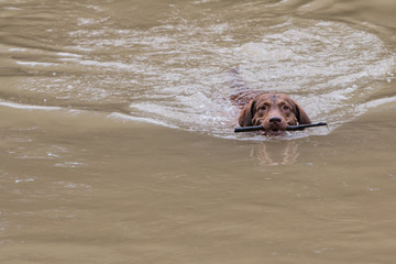 Dog Fetches Stick and Swims With It In Georgia River © blueiz60