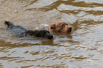 Two Dogs Dog Paddle In River Chasing After Thrown Ball © blueiz60