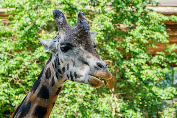 closeup view of a giraffe against green foliage