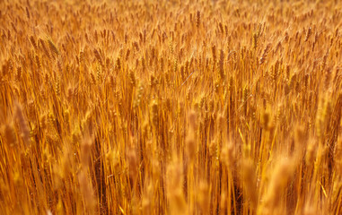 beautiful natural rural landscape with a field of Golden ears of wheat ripened on a warm summer...