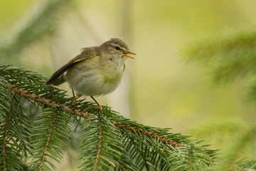Willow warbler (Phylloscopus trochilus). A common singing bird on a green background. Bieszczady. Poland
