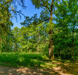 Old trees in the Park, preserved from the estate Ryabovo.