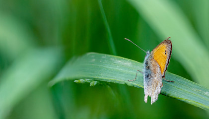 Beautiful yellow butterfly sitting on a branch of lavender. This type of insect is gathered in huge swamps and migrates from Africa to Europe