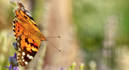 Beautiful yellow butterfly sitting on a branch of lavender. This type of insect is gathered in huge swamps and migrates from Africa to Europe