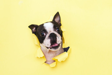 The head of the dog breed Boston Terrier peeking through the hole in yellow paper.