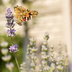 Beautiful yellow butterfly sitting on a branch of lavender. This type of insect is gathered in huge swamps and migrates from Africa to Europe