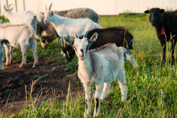 Rural landscape. In the foreground is a young curious goat. In the background is a mixed herd of goats and sheep. Selective focus.