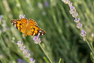 Beautiful yellow butterfly sitting on a branch of lavender. This type of insect is gathered in huge swamps and migrates from Africa to Europe