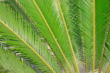 Leaf features of Cycads