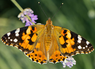 Beautiful yellow butterfly sitting on a branch of lavender. This type of insect is gathered in huge swamps and migrates from Africa to Europe