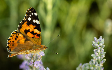 Beautiful yellow butterfly sitting on a branch of lavender. This type of insect is gathered in huge swamps and migrates from Africa to Europe