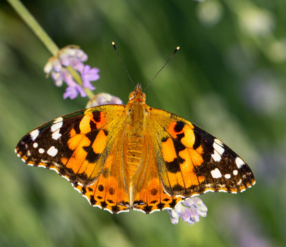 Beautiful yellow butterfly sitting on a branch of lavender. This type of insect is gathered in huge swamps and migrates from Africa to Europe