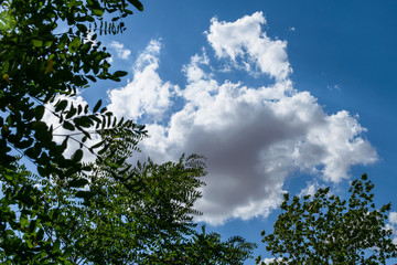 Acacia leafs in sunny day and cloudy