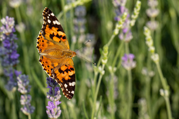Beautiful yellow butterfly sitting on a branch of lavender. This type of insect is gathered in huge swamps and migrates from Africa to Europe