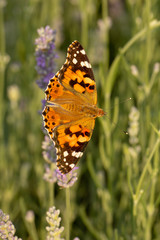 Beautiful yellow butterfly sitting on a branch of lavender. This type of insect is gathered in huge...