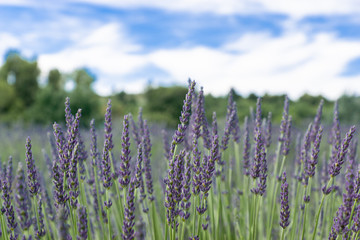 Lavender field summer sunset landscape near Valensole.Provence,France