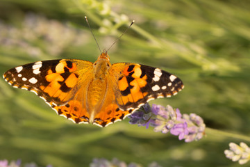 Beautiful yellow butterfly sitting on a branch of lavender. This type of insect is gathered in huge swamps and migrates from Africa to Europe