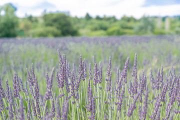 Fototapeta premium Lavender field summer sunset landscape near Valensole.Provence,France