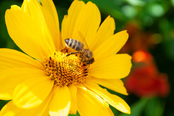 flowers in the garden. bee collects pollen. summer