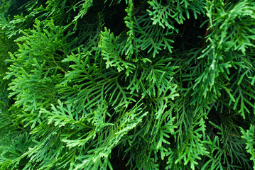 thuja close up. macro. background
