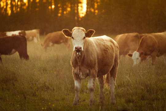 Cow in field