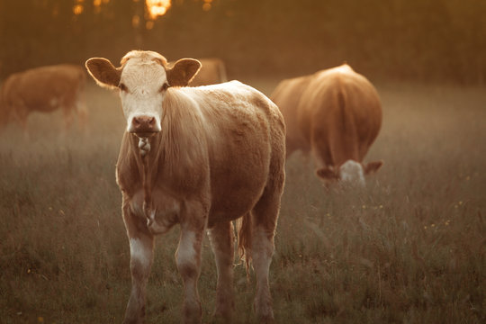 Cow in field