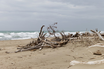 Fototapeta na wymiar Wilder Strand mit Treibholz und dunklen Wolken