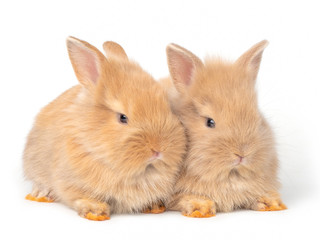 Obraz premium Two baby red-brown rabbits isolated on white background. Lovely baby rabbit sitting.
