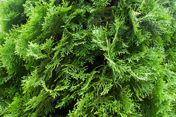 thuja close up. macro. background