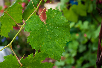 Green grapes. branches and leaves