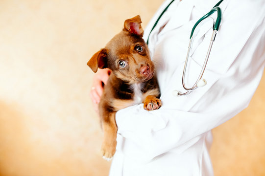 Veterinarian examining a cute dog