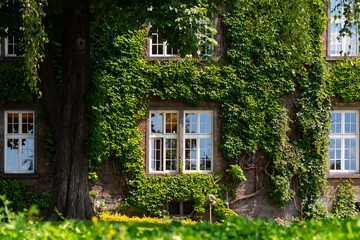 Garden and House with windows In Grapes At Krakow Near Wawel Castle, Poland