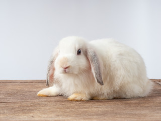 Obraz premium White cute young rabbit on wooden table and white background. Lovely action of young rabbit.