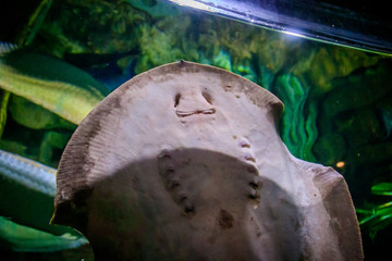 Fish stingray in aquarium. The inhabitants of the sea. Sea fish.
