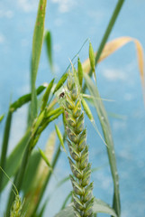 spikelets of wheat against the blue sky. summer