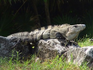 iguana sunning on the stone in the park