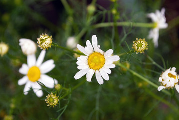 chamomile closeup. macro. summer flowers