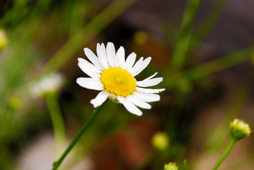 Obraz premium chamomile closeup. macro. summer flowers