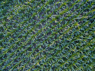 Maisfeld Vogelperspektive